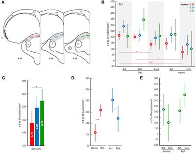 Involvement of the Avian Dorsal Thalamic Nuclei in Homing Pigeon Navigation